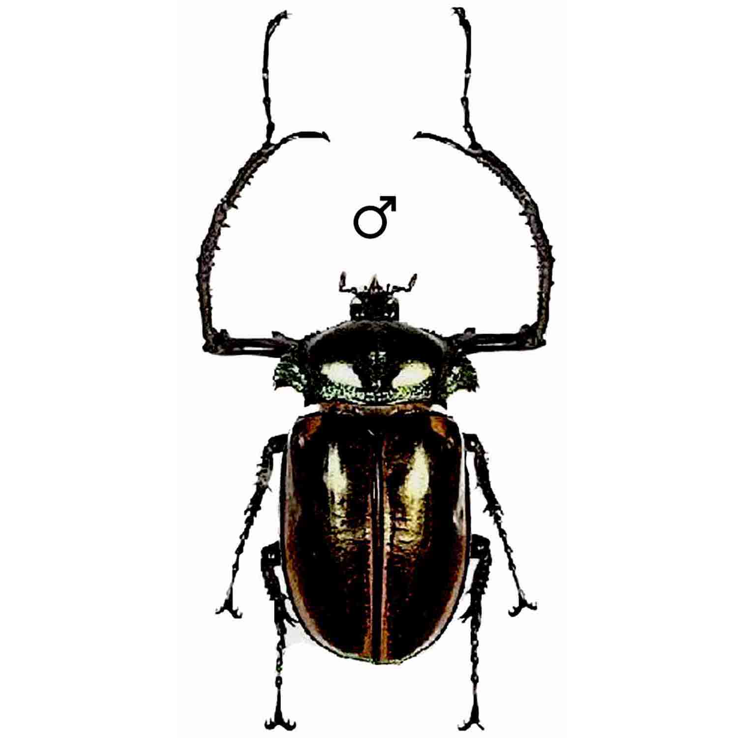 Giant Beetles: Euchirinae - Dynastinae